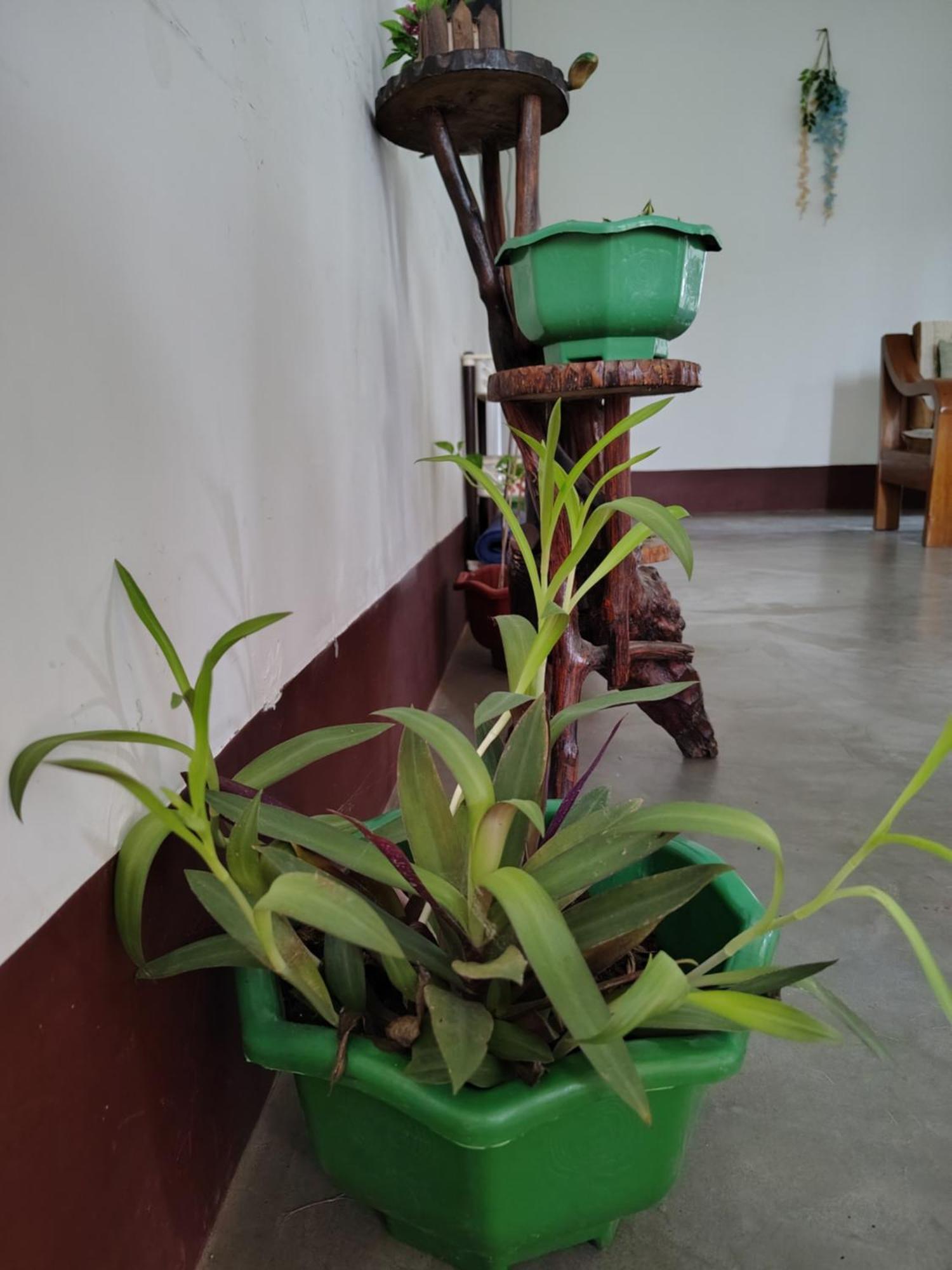 Gayatri Homestay Dibrugarh Eksteriør bilde